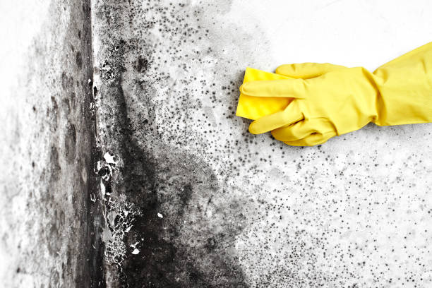 Best Black Mold Removal  in Merrick, NY