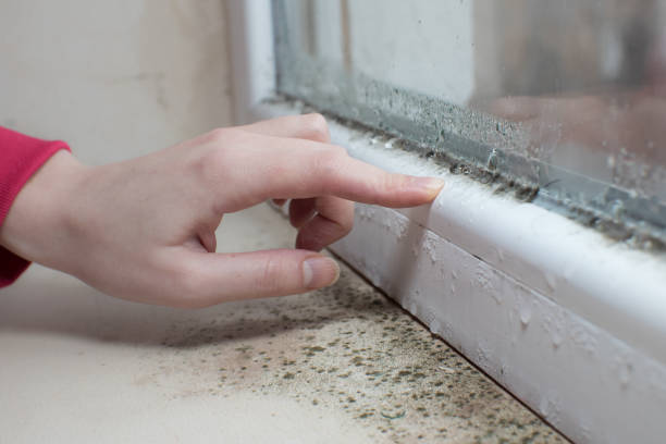 Best Environmental Consulting for Mold Prevention  in Merrick, NY