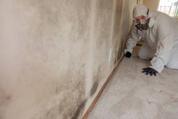 Best Basement Mold Removal  in Merrick, NY